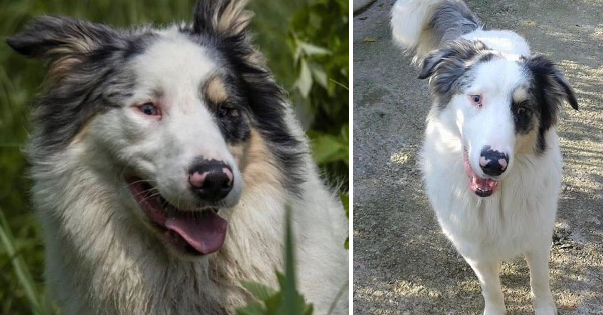Sturn, il cagnolino adottato e soppresso dopo due settimane perché abbaiava troppo