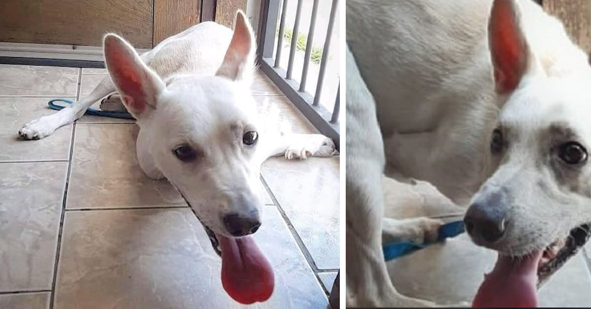 Tintin, il cane con tre zampe abbandonato 2 volte che oggi è finalmente felice (video)