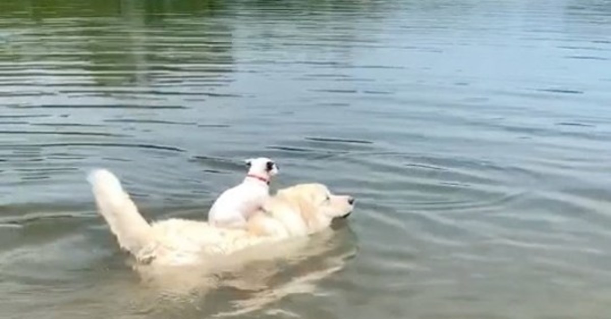 Tiny Tim e Big Ben, una coppia di cagnolini amici per la pelle