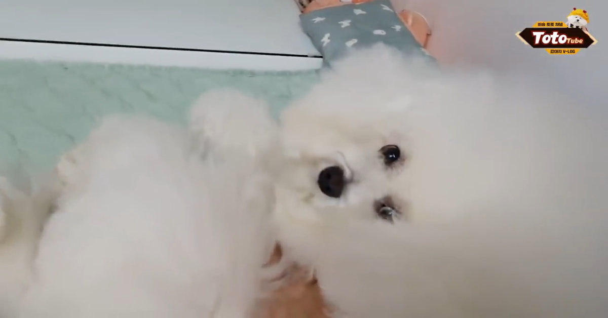 Toto il barboncino che ama giocare con la padrona