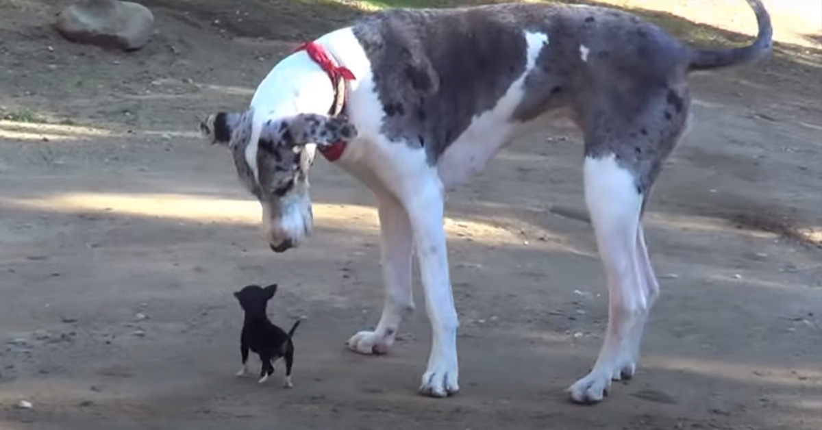 Un cagnolino incontra due enormi cani e il video fa il giro del web