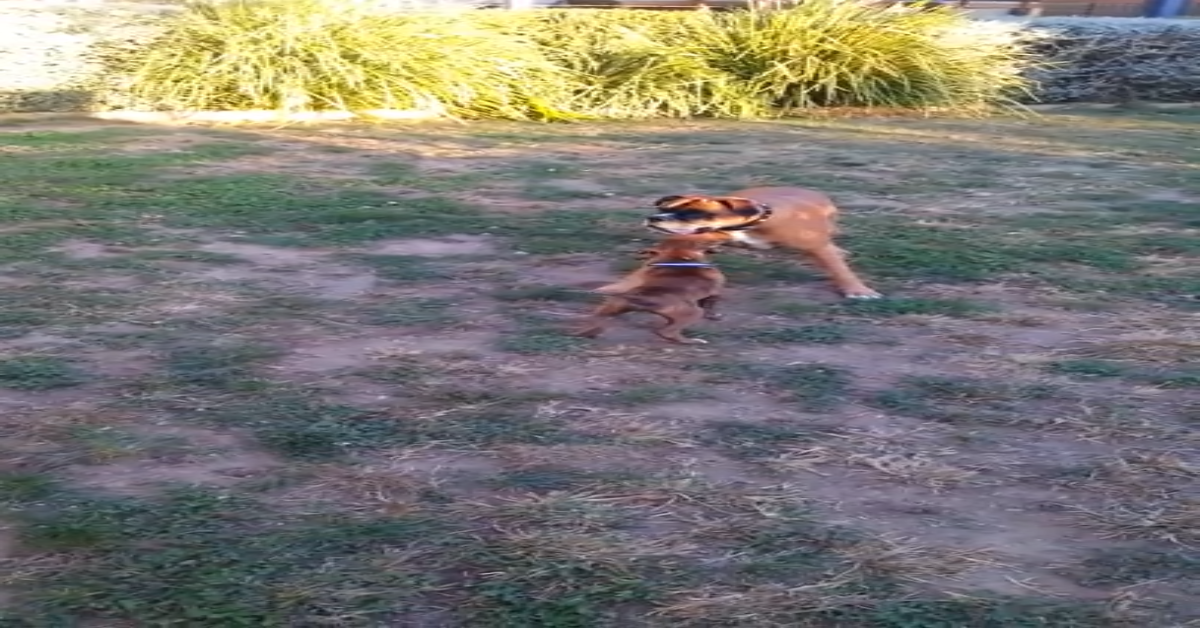 Wanda cucciolo di Boxer incontra Macey (VIDEO)