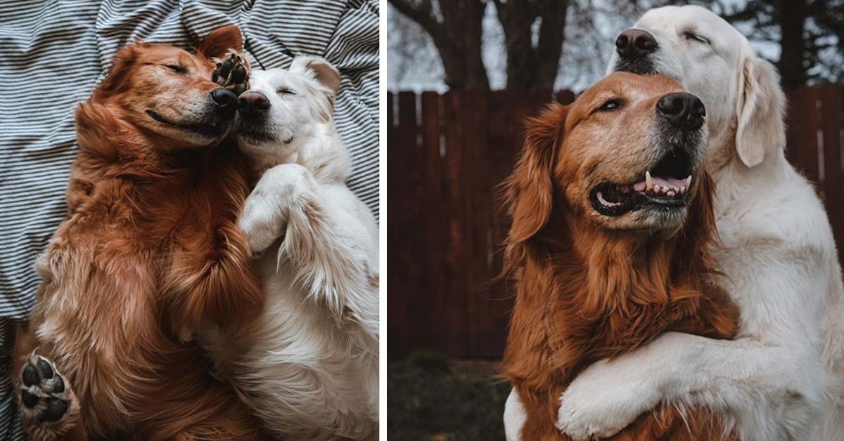 Watson e Kiko, i due Golden Retriever che su Instagram fanno impazzire tutti (video)