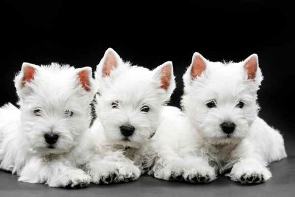 cani bianchi