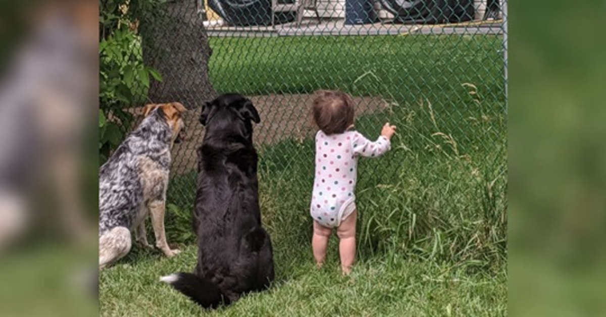 Zeus e Blue aspettano ogni giorno la merenda del vicino in compagnia della bambina di casa