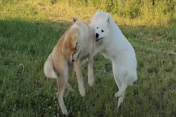 samoiedo si diverte col suo amico akita inu