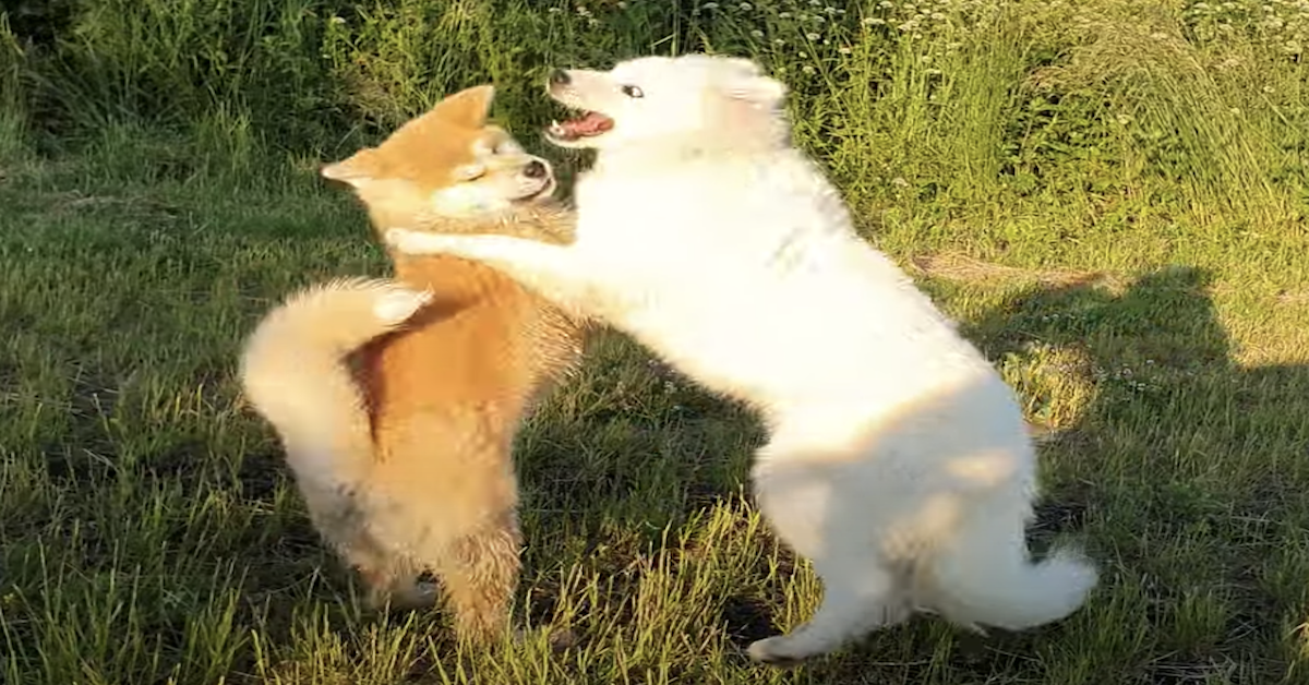 Akita Inu e Samoiedo nel prato: il loro gioco è divertentissimo (video)