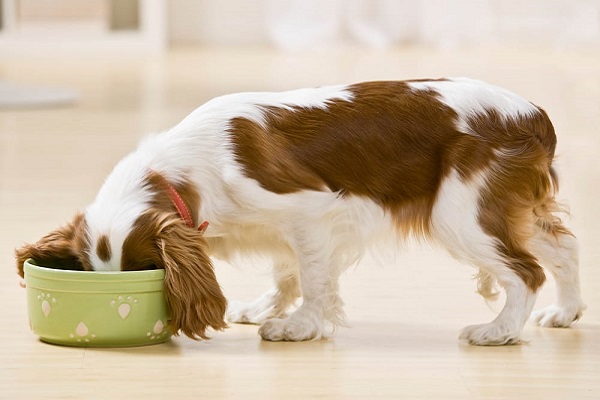 cane e ciotola