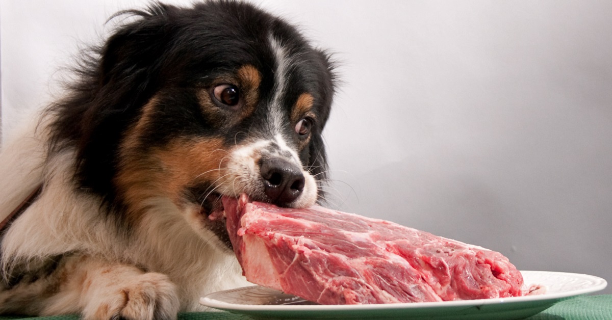 Alimentazione naturale del cane, in cosa consiste?