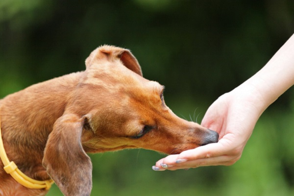 cane mangia da mano
