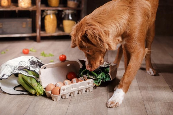 cane mangia fra i sacchi della spesa