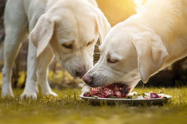 cani mangiano carne in giardino