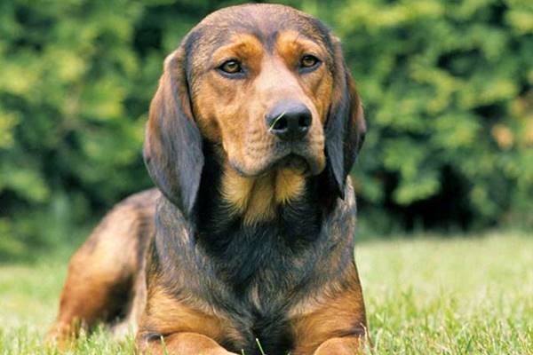 cane che riposa sul prato