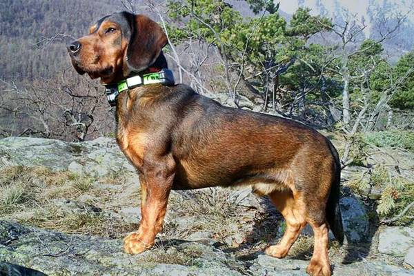 cane con il corpo piccolo e massiccio