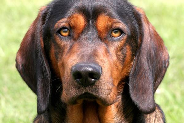 sguardo del cane