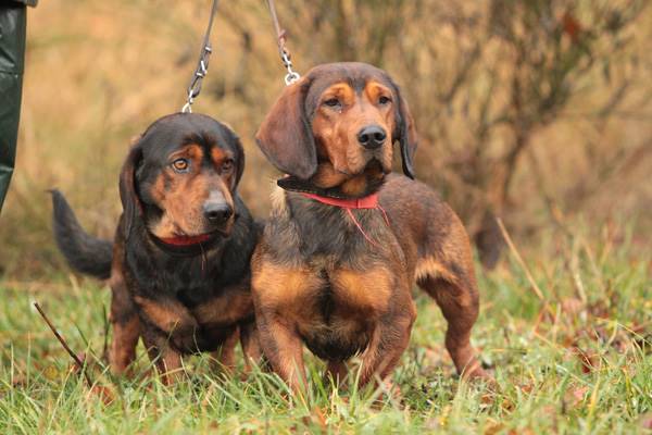 due cani da caccia insieme al padrone