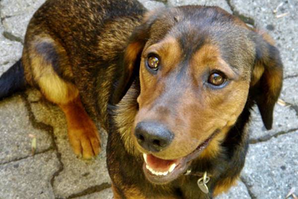 sguardo dolce del cane