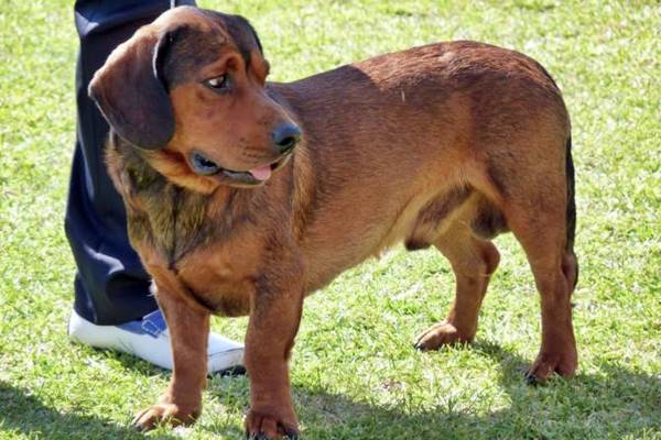 cane simile al bassotto originario dell'austria