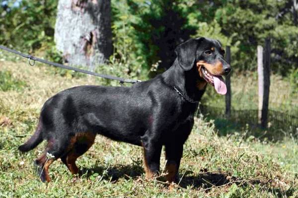 Alpenländische Dachsbracke di colore nero