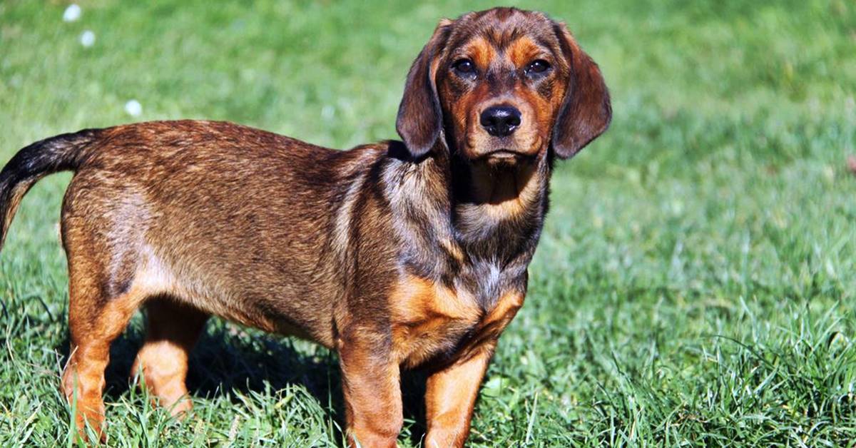 Alpenländische Dachsbracke: carattere e temperamento di questo cane