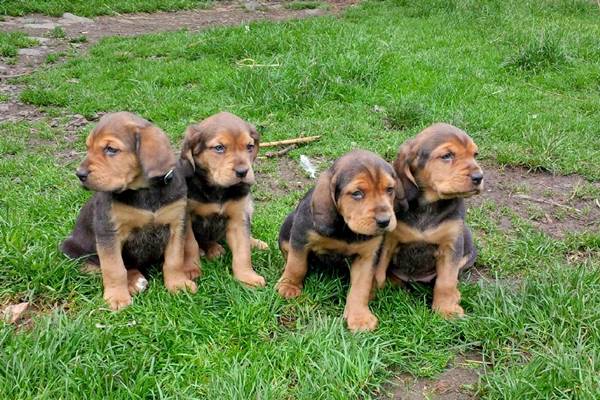 cuccioli di Alpenländische Dachsbracke