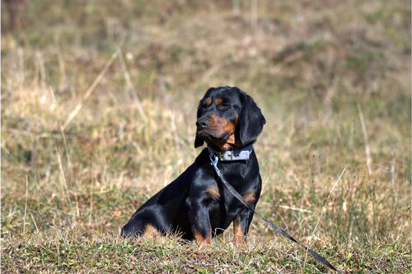 passeggiare con il cane al guinzaglio