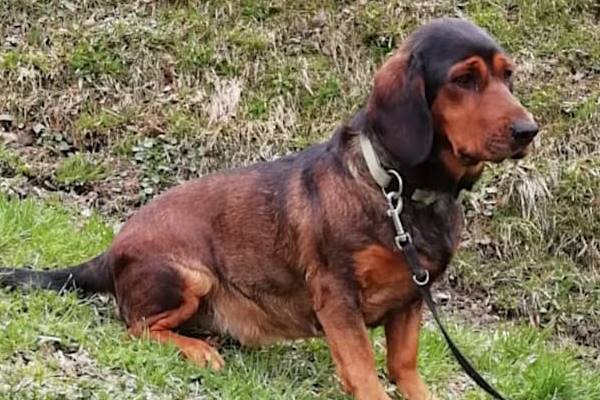 un Alpenländische Dachsbracke nella natura