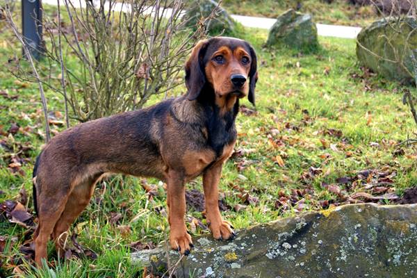 cane piccolo ma agile e robusto