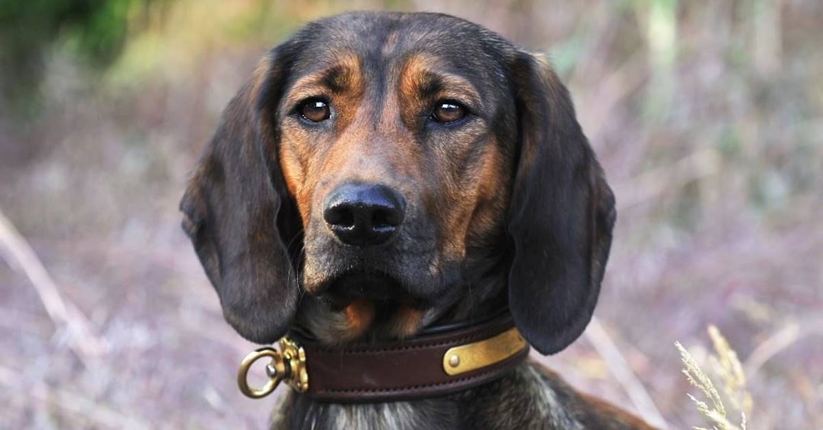 Alpenländische Dachsbracke, tutte le curiosità su questo cane