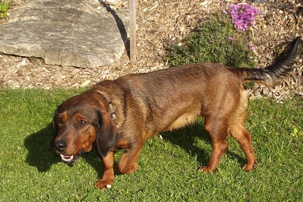 perché il cane è aggressivo con il padrone