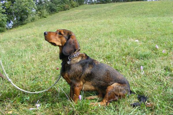 insegnare al cane a tenere il guinzaglio