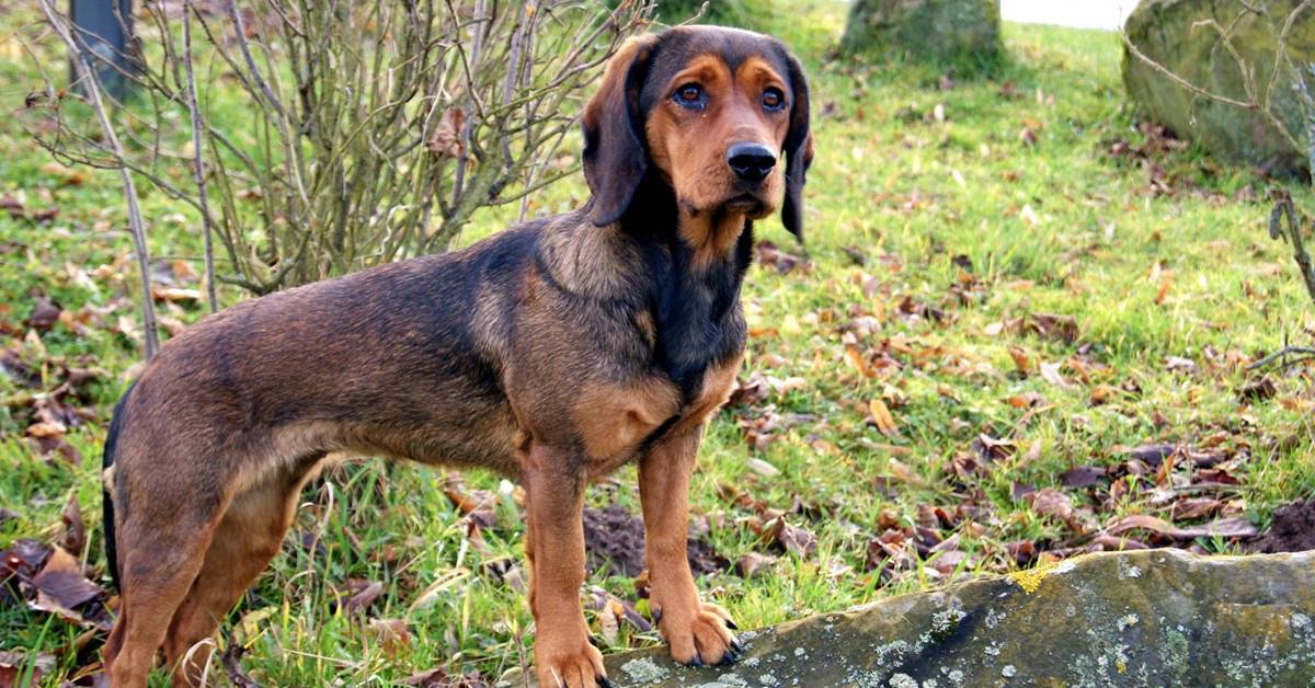 Alpenländische Dachsbracke, come toelettarlo alla perfezione