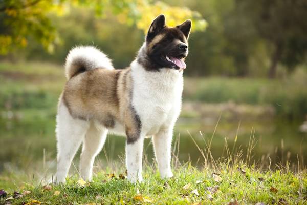 cane che gioca sul prato