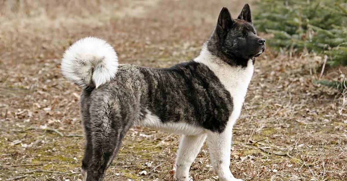 American Akita, carattere e temperamento: conosciamo meglio questo cane