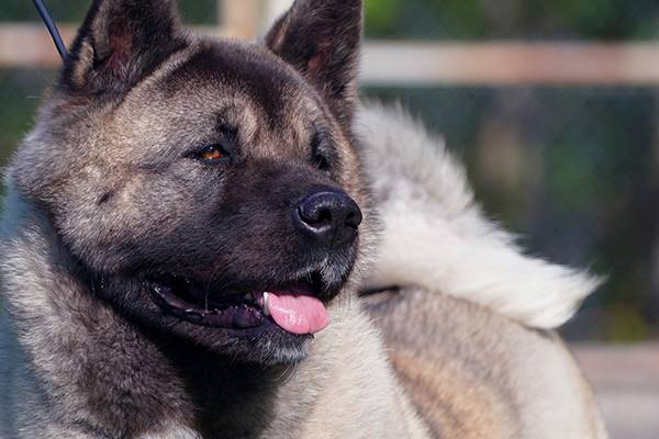 perché il cane tiene la lingua di fuori