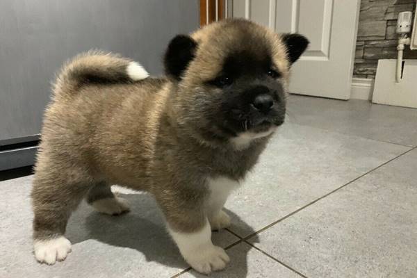 cucciolo di american akita