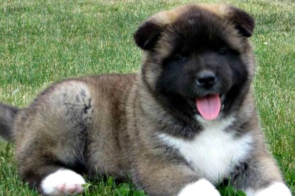 cucciolo di cane con il pelo lungo