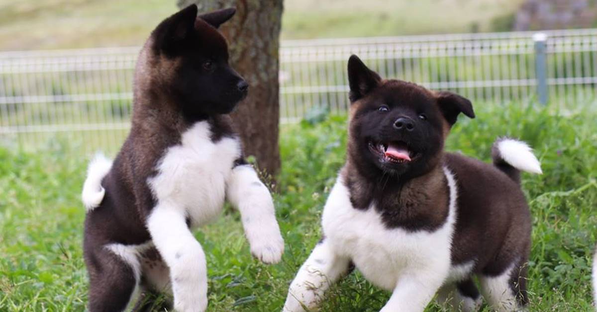 Cuccioli di American Akita: caratteristiche, come addestarli e cosa sapere