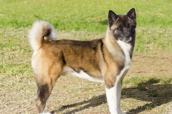 cane con il mantello di due colori