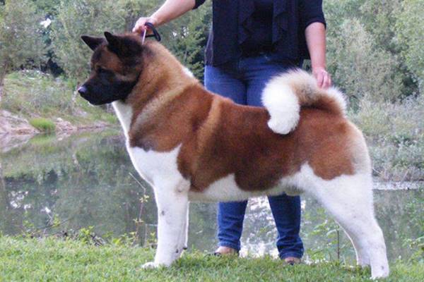 american akita a pelo semi lungo