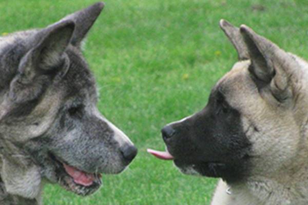 problemi comportamentali del cane dominante