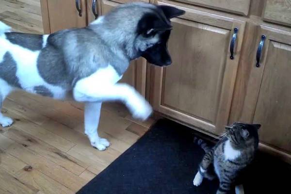 cane e gatto che giocano insieme