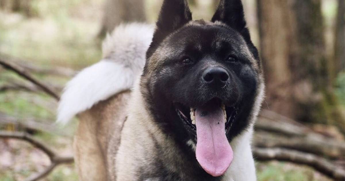 American Akita e altri animali: con chi va d’accordo e con chi invece no