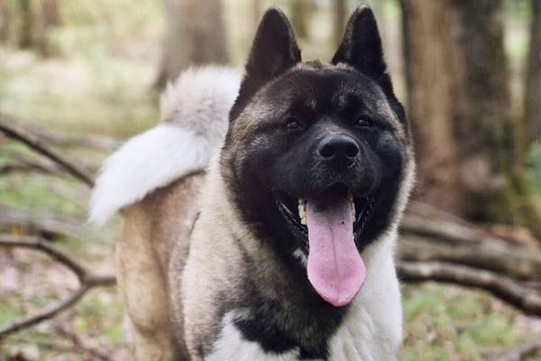 maschera nera sul muso del cane