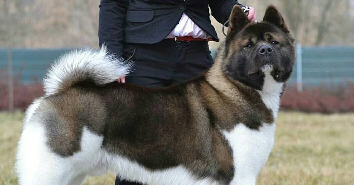 American Akita e anziani sono compatibili? Scopriamo se è il cane giusto