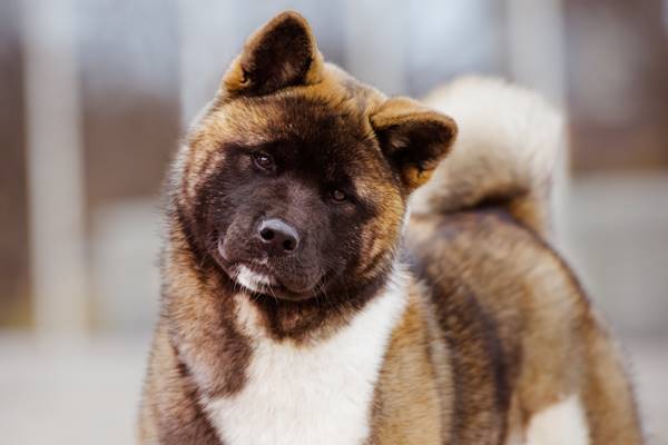 sguardo dolce dell'american akita