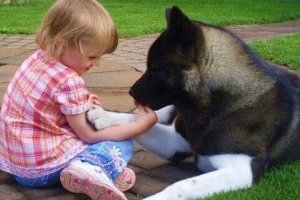 American Akita e bambini: è il cane giusto oppure no?