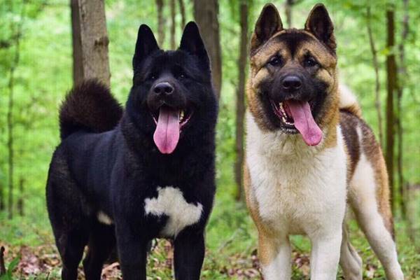 due esemplari di american akita di colori diversi