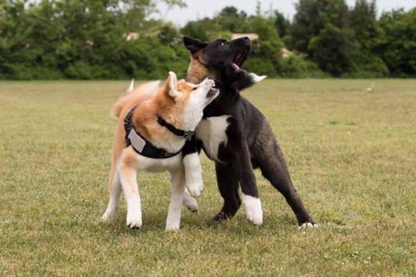 un american akita e un akita inu giocano insieme