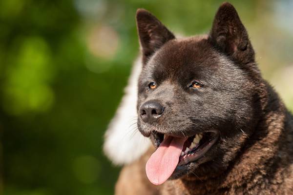 tipica maschera degli akita americani